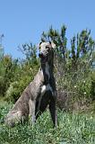 GREYHOUND 084